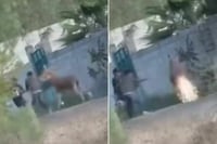 Indignación en Querétaro: jóvenes prenden cohete en la cola de un burro