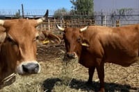 México rechaza 1,065 cargamentos agropecuarios en 2025 por gusano barrenador