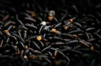 EU abre planta aérea en Tampico para frenar plaga ganadera