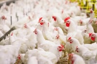Detectan en EE.UU. primer contagio humano de gripe aviar H5N5
