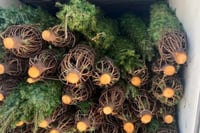 Profepa: Cero plagas en más de 132 mil árboles de Navidad importados