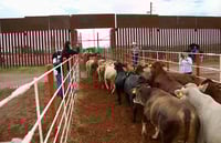 Cierre EEUU a ganado mexicano desploma exportaciones 80%