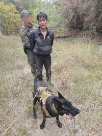 K-9 Shark ubica a dos migrantes vietnamitas tras fuga en Zavala