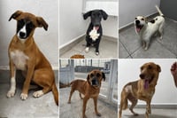 Perritos del Centro de Bienestar Animal buscan un hogar