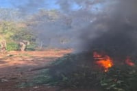 Destruyen sembradíos de marihuana y aseguran armas en operativos en Sinaloa