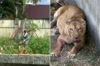 Leona mata a hombre que ingresó a su recinto en zoológico de Brasil