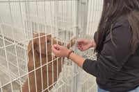 Odin busca un hogar en campaña navideña de adopción