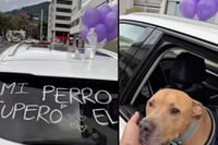 Video: Perrito vence el cáncer y su dueño celebra con caravana