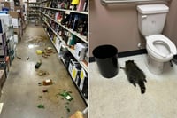 Mapache entra a vinatería en Virginia y termina desmayado tras beber whisky