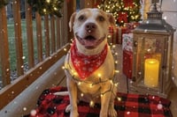 Pinta busca un milagro navideño y un hogar lleno de amor