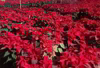 Nochebuena, la flor de la Navidad: cuidados, producción y alta demanda en Monclova