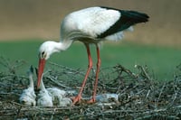 Autoridades de Madrid investigan muerte masiva de cigüeñas por gripe aviar