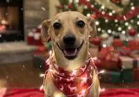 Miel busca un hogar lleno de cariño esta Navidad