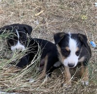 Centro de Bienestar Animal busca hogar para cachorros en resguardo temporal