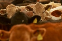 México, Centroamérica y EE.UU. refuerzan estrategia contra el gusano barrenador