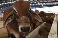 Ganaderos piden frenar importación de carne sin tratado