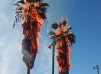 Queman nueve palmas en salón magisterial de Múzquiz, Coahuila