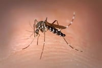 Reaparece chikungunya en Yucatán tras siete años sin casos