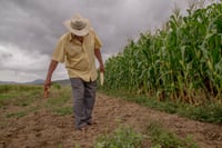 Colectivo exige retirar granos básicos del T-MEC