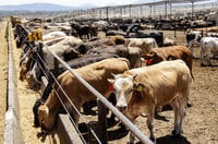 Importación de carne sin tratado impacta a más de 750 mil ganaderos