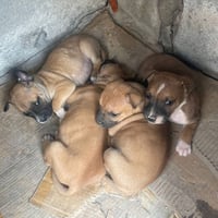 Centro de Bienestar Animal promueve adopción responsable de cachorritos