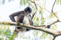 Tráfico ilegal de especies aumenta en diciembre, alerta la Profepa