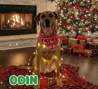 Odín espera una familia que le brinde un hogar para siempre