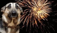 Veterinario alerta sobre daños de la pirotecnia en mascotas