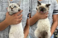 Centro de Bienestar Animal impulsa adopción responsable de gatitos en Monclova