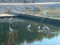 El Río Monclova revive con la presencia de garzas y mayor diversidad de fauna