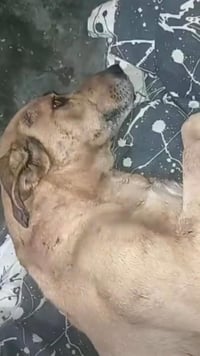  Propietario exige justicia tras brutal golpiza a su perrita en Infonavit, Múzquiz