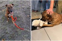 El perrito que “robó” un peluche en Yucatán ya tiene familia