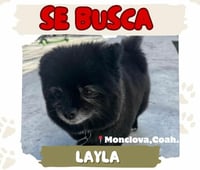 Centro de Bienestar Animal difunde búsqueda de perrita extraviada en Monclova