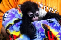 Profepa asegura dos monos araña y seis aves protegidas en operativos en Guadalajara