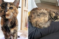 Flossie, la gata más vieja del mundo, celebra tres décadas de vida