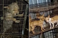 Hallan perros en condiciones críticas enjaulados en Hunucmá, Yucatán