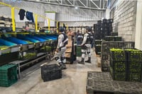 Plan Michoacán: detienen a 278 personas y aseguran 766 kilos de metanfetamina