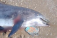 Hallan delfín sin vida y con rastros de violencia en playa de Tamaulipas