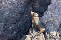 Profepa busca lobo marino herido por red en playa de Sonora