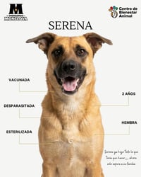 Serena espera un hogar lleno de cariño en Monclova