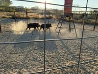 "Avistamientos de jabalinas obligan a acción inmediata en Eagle Pass"