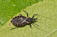 Aumento de insectos portadores de Chagas cerca de la frontera entre Estados Unidos y México