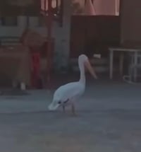 Avistamiento de pelícano sorprende a habitantes de Minas de Barroterán