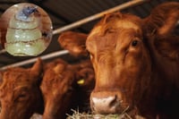 Agricultura activa plan de emergencia contra gusano barrenador en el norte