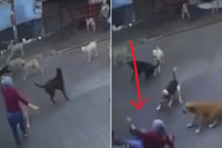 Jauría de perros agrede a adulta mayor en calles de Cuautla, Morelos