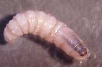 Gusano barrenador afecta a fauna silvestre y mascotas en México