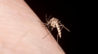 Mosquitos: por qué nos pican más y qué riesgo implica
