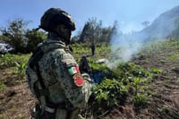 GN y Ejército destruyen cuatro plantíos de marihuana en Chiapas