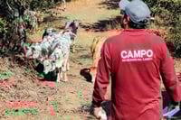 Alerta sanitaria en Edomex por gusano barrenador