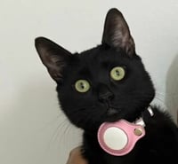 Buscan a Kira, gatita negra extraviada en Monclova; ofrecen recompensa